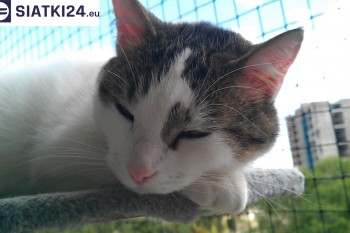 Siatki Żnin - Siatka na balkony dla kota i zabezpieczenie dzieci dla terenów Żnina